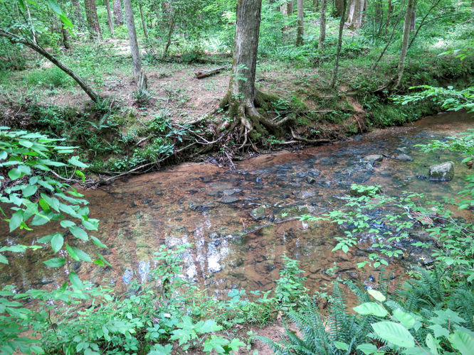 Picture 36 of Birkhead Mountain Wilderness Hike 053016