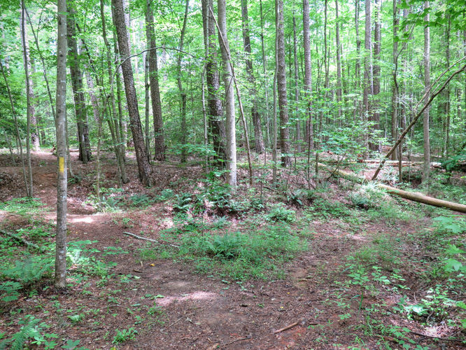 Picture 37 of Birkhead Mountain Wilderness Hike 053016