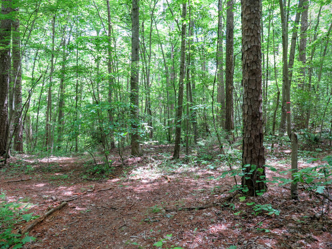 Picture 38 of Birkhead Mountain Wilderness Hike 053016