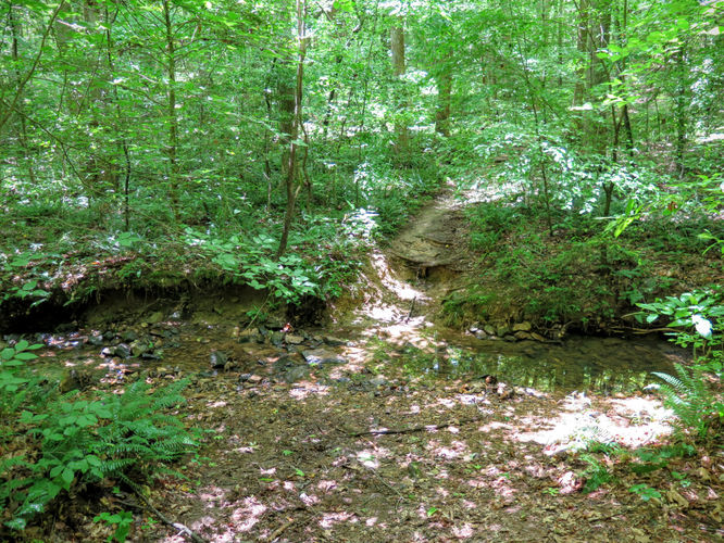 Picture 39 of Birkhead Mountain Wilderness Hike 053016