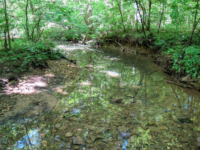 Picture 42 of Birkhead Mountain Wilderness Hike 053016