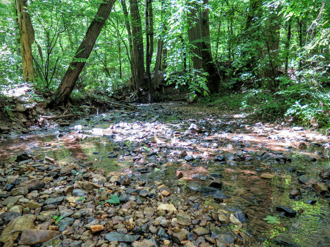 Picture 43 of Birkhead Mountain Wilderness Hike 053016