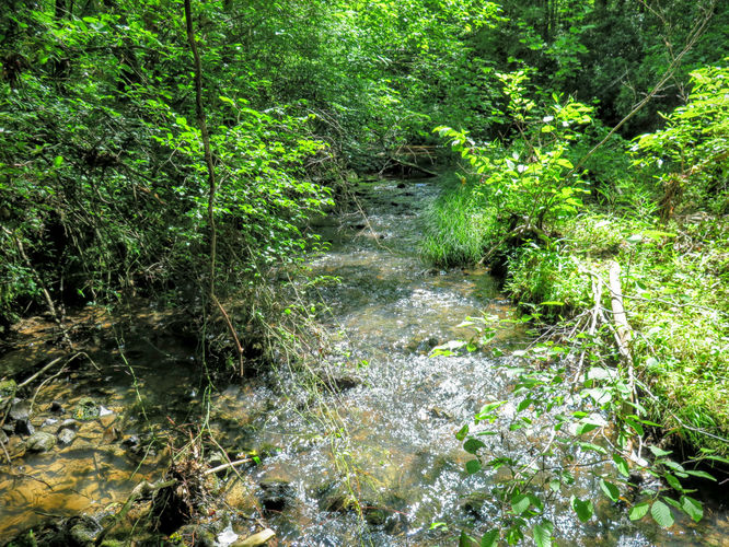 Picture 46 of Birkhead Mountain Wilderness Hike 053016