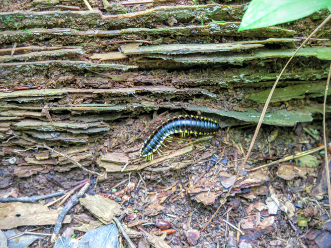 Picture 47 of Birkhead Mountain Wilderness Hike 053016