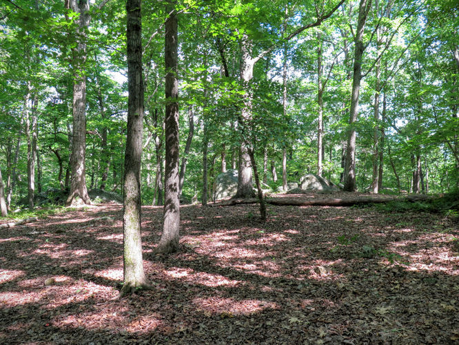 Picture 53 of Birkhead Mountain Wilderness Hike 053016