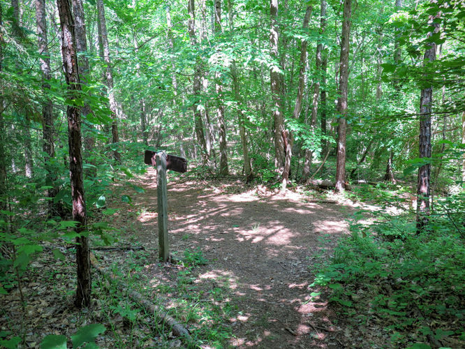 Picture 54 of Birkhead Mountain Wilderness Hike 053016