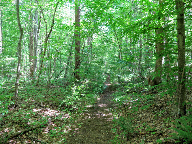 Picture 55 of Birkhead Mountain Wilderness Hike 053016