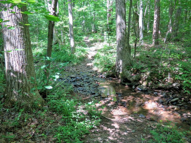 Picture 56 of Birkhead Mountain Wilderness Hike 053016
