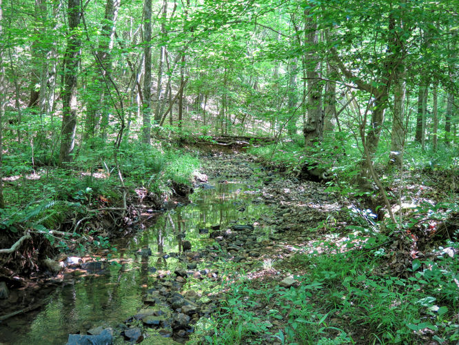 Picture 57 of Birkhead Mountain Wilderness Hike 053016