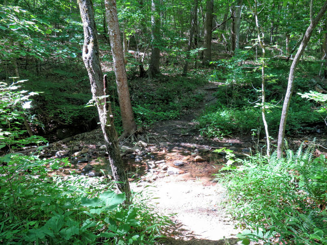 Picture 58 of Birkhead Mountain Wilderness Hike 053016