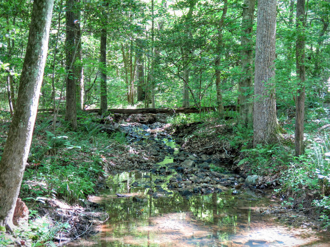 Picture 60 of Birkhead Mountain Wilderness Hike 053016