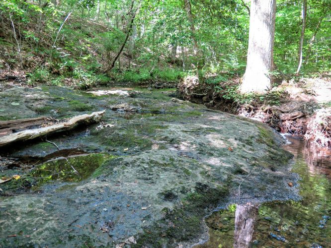 Picture 61 of Birkhead Mountain Wilderness Hike 053016