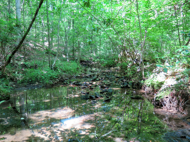 Picture 62 of Birkhead Mountain Wilderness Hike 053016