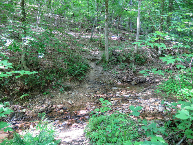 Picture 63 of Birkhead Mountain Wilderness Hike 053016