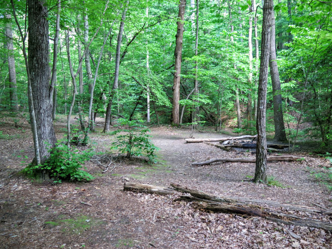 Picture 64 of Birkhead Mountain Wilderness Hike 053016