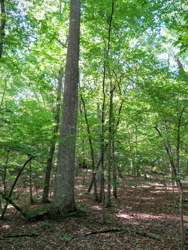 Picture 65 of Birkhead Mountain Wilderness Hike 053016