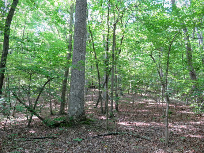Picture 66 of Birkhead Mountain Wilderness Hike 053016