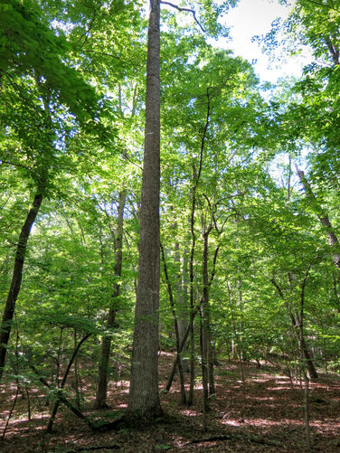 Picture 67 of Birkhead Mountain Wilderness Hike 053016