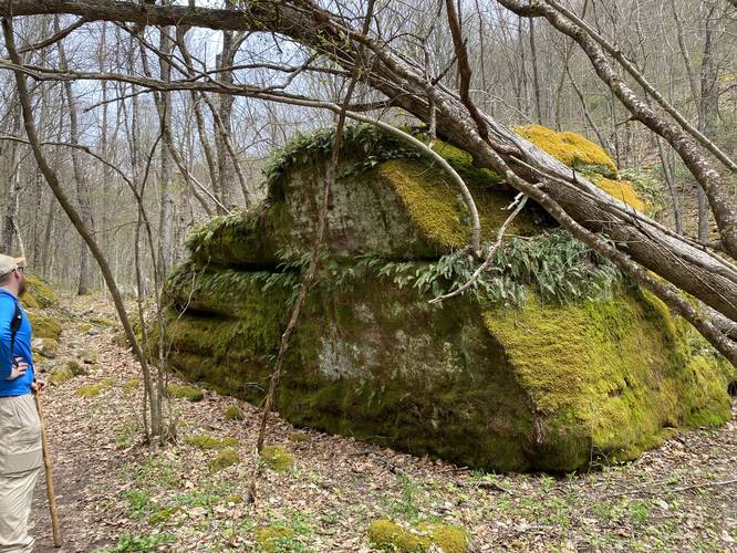Moss boulder - glacial deposit