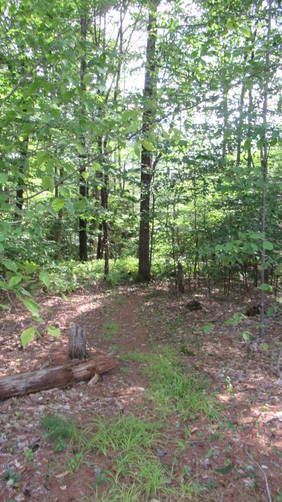 Trail re-enters forest across the meadow