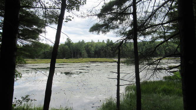 Pond view