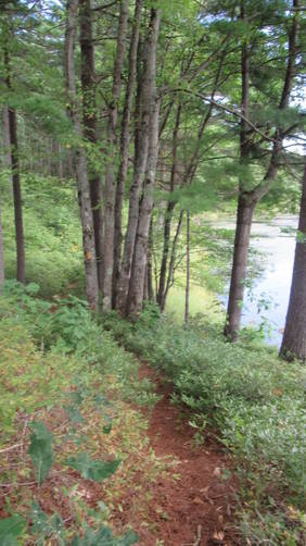 Trail continues close to pond through blueberry bushes