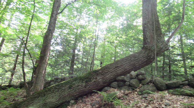Unusual tree growth along trail