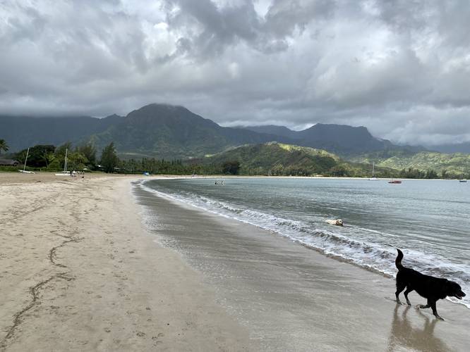 Picture 9 of Black Pot and Hanalei Beach North