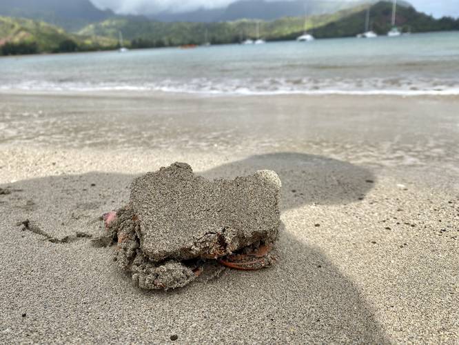 Sand-covered crab on Hanalei Beach