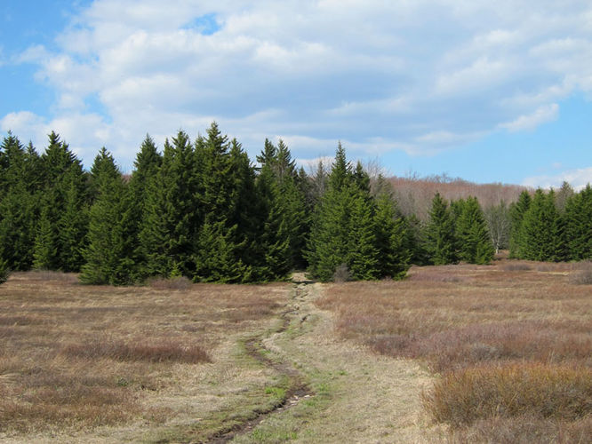 Picture 13 of Blackbird Knob Hike 050315