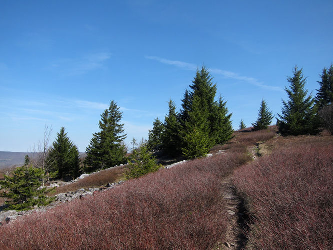 Picture 19 of Blackbird Knob Hike 050315