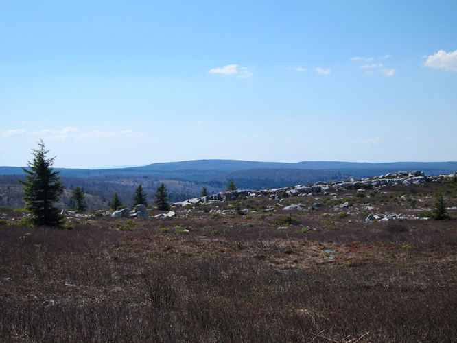Default image for Blackbird Knob Hike, a 14.2-mile trail in Dolly Sods Wilderness, WV (US)