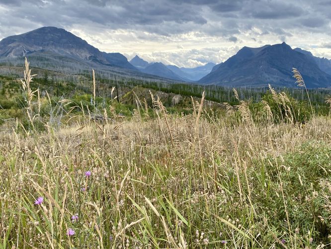 Wildflowers sit in the tall grasses