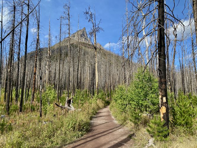 Hiking along the Blakiston Falls Trail with dead standing trees from the 2017 wildfire