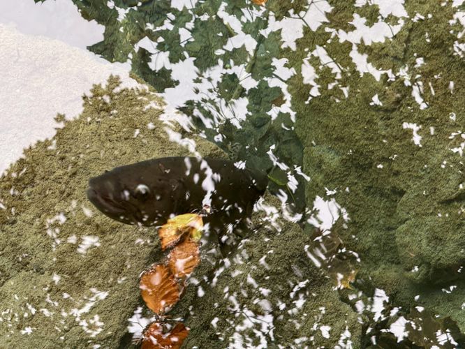 Picture 8 of Blausee Nature Park Loop