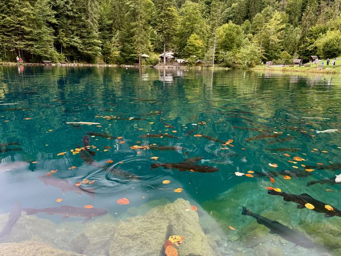 Picture 12 of Blausee Nature Park Loop