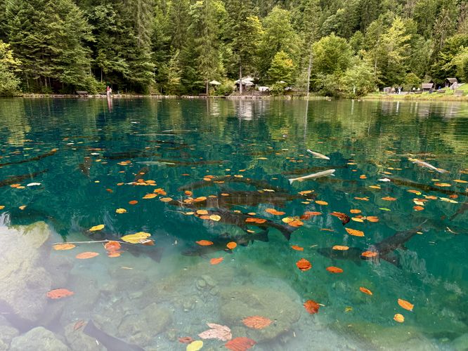 Picture 14 of Blausee Nature Park Loop