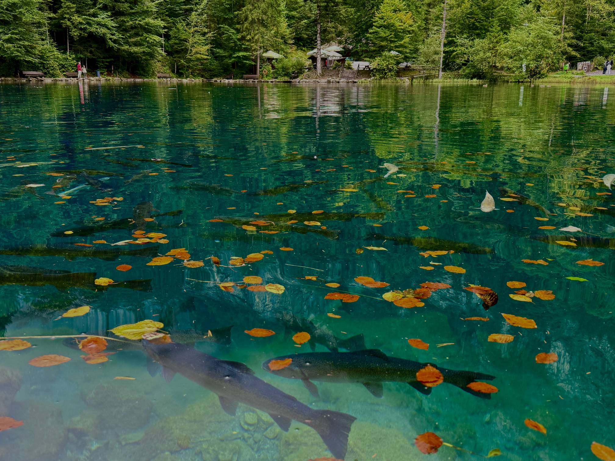 Trout swim through crystal-clear turquoise waters at Blausee in Switzerland.