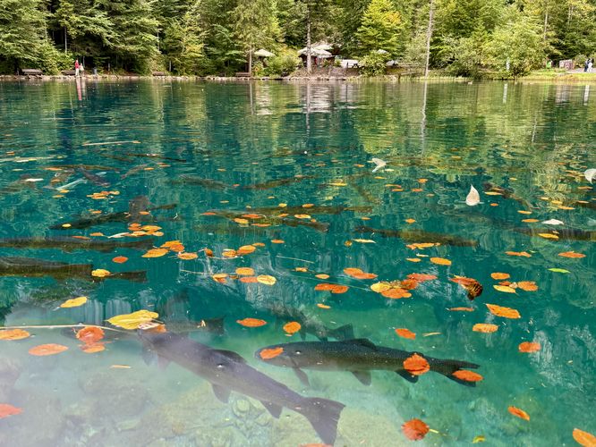 Default image for Blausee Nature Park Loop, a 1.6-mile trail in Blausee, AA (CH)
