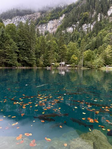Picture 38 of Blausee Nature Park Loop