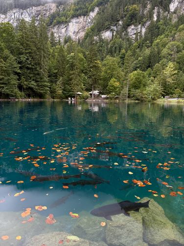 Picture 39 of Blausee Nature Park Loop