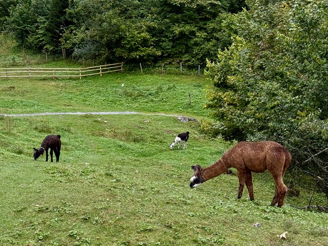 Llama park