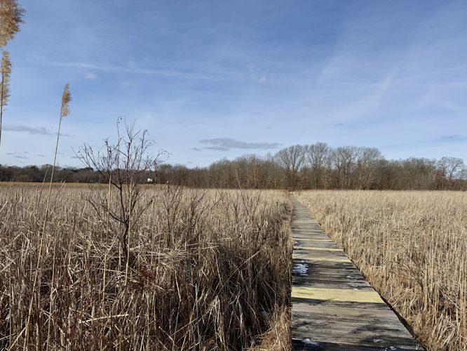 Boardwalk with views above the tall grasses