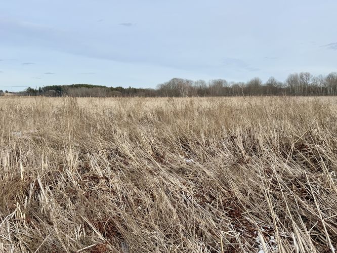 Open views above the tall grasses