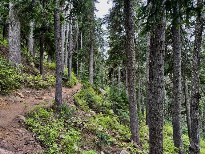 Blue Lake Trail leads through the evergreen forest with ferns carpeting the floor