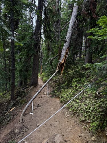 Dangerous fallen tree, watch out!