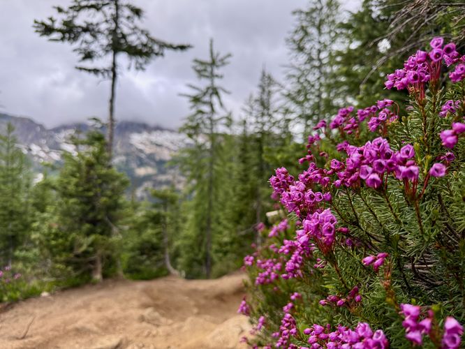 Pink mountain heather wildflowers with a background of alpine mountains