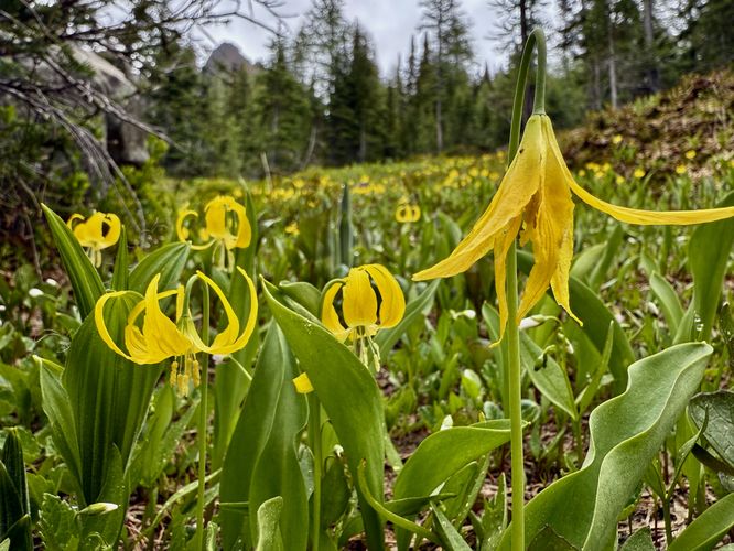 Yellow avalanche lily wildflowers