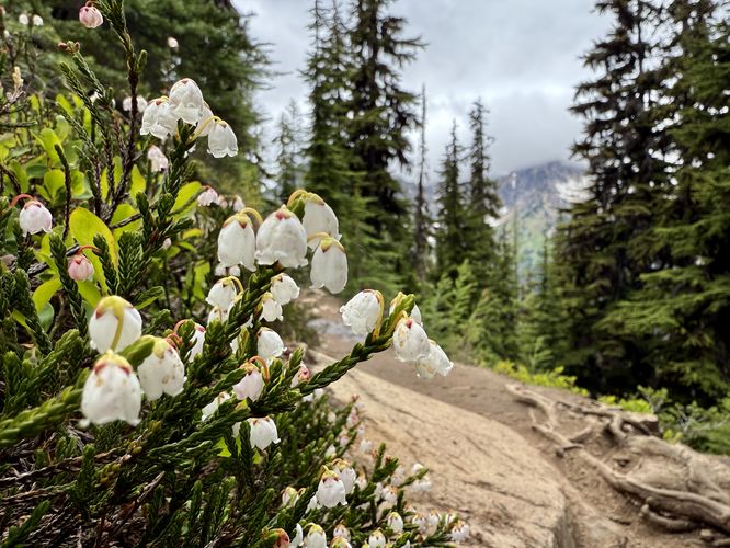 White mountain heather wildflowers