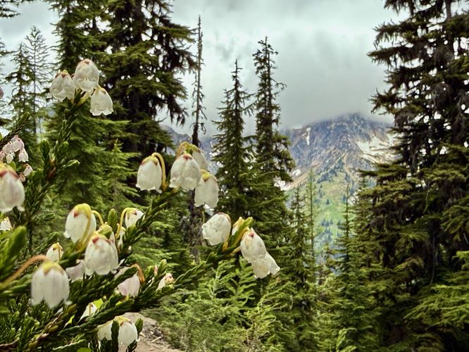 More white mountain heather wildflowers with a backdrop of alpine peaks